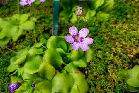 How To Grow And Care For Butterworts Gardeners Path