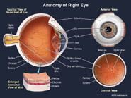 Anatomy of the Right Eye