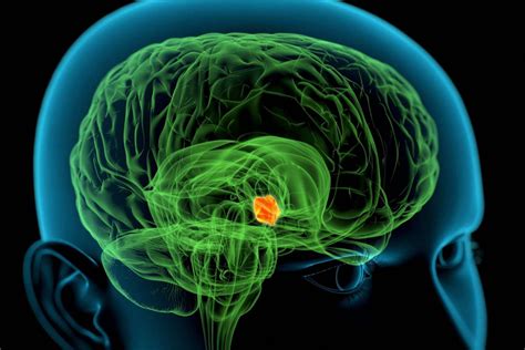 Hypothalamus Function Hormones And Structure