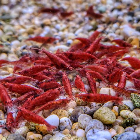 Fire Red Cherry Shrimp SWEET KNOWLE AQUATICS ONLINE SHOP