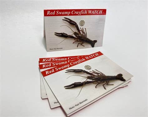 RSC-IDCard-12 - Red Swamp Crayfish — Identification Card – University ...