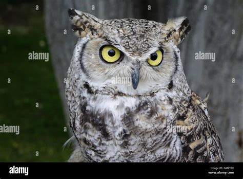 Great horned owl Stock Photo - Alamy