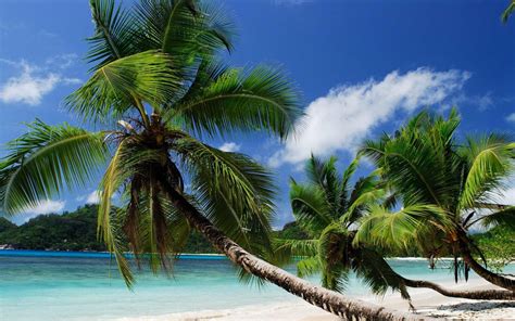 Wallpaper Green Palm Tree On Beach During Daytime Background