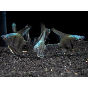 Acar Bandeira Blue Diamond Pterophyllum Scalare