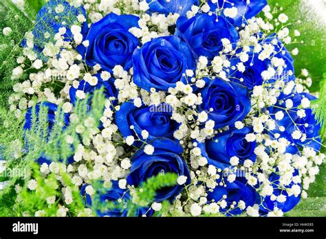 Flower Plant Rose Flowers Roses Bouquet Blue Beautiful