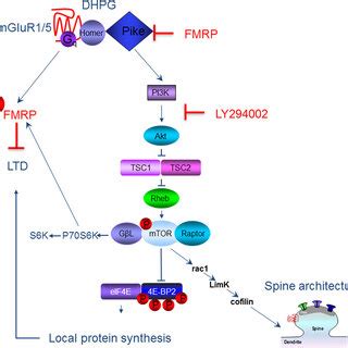 Working Model Of Homer Scaffolds In Agonist Stimulated Mglur Signaling