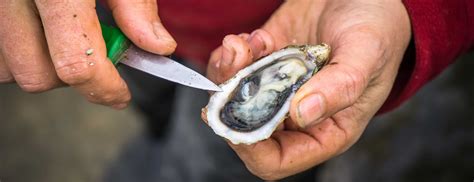 Kauf Lagerung und Öffnung von Austern aus der Bucht von Arcachon am