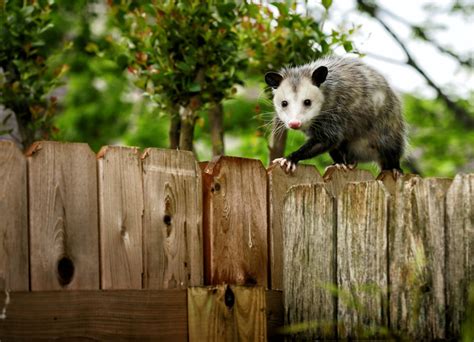 Possum Breaks Into Liquor Store Gets Drunk On Bourbon