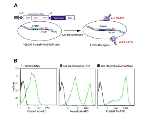 Functional Nls Cre Mediated Folate Receptor Activation A Hek293