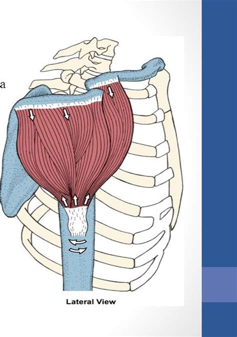 Deltoid Diagram Quizlet