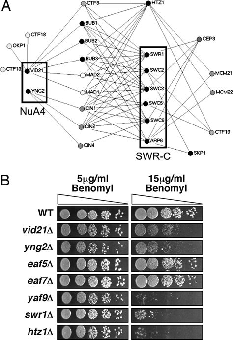 Correction For Krogan Et Al Regulation Of Chromosome Stability By The