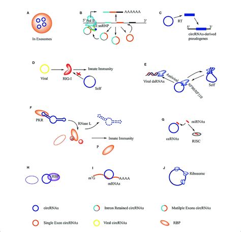 The Regulations And Functions Of Circrnas A Circrnas In Exosomes Download Scientific