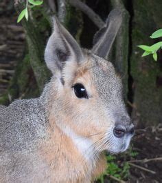 38 Lakeland Wildlife Oasis Park ideas | lakeland, wildlife, zoo animals