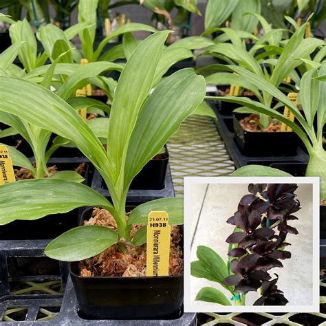 Species And Rare Orchid Plants Akatsuka Orchid Gardens