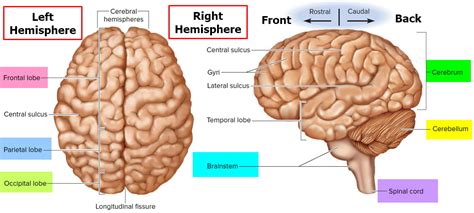 Cerebrum Structure And Human Brain Sections And Parts Anatomy Outline