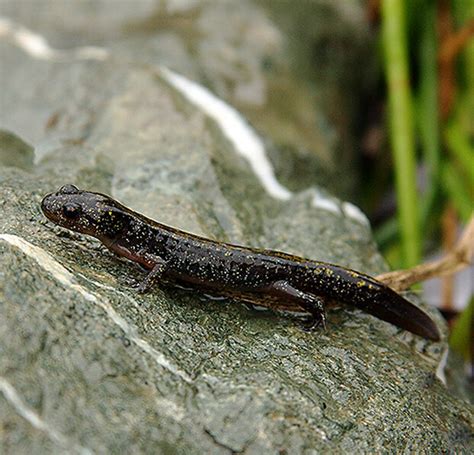 Santa Cruz Long-toed Salamander - Peninsula Humane Society & SPCA