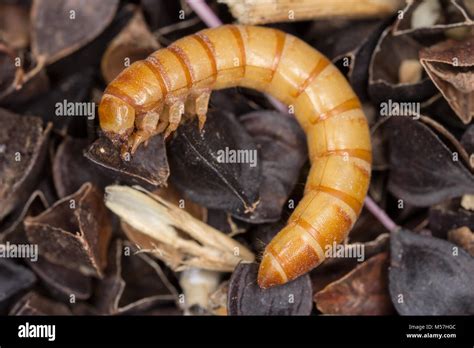 Larva Del Gusano De La Harina Fotograf As E Im Genes De Alta Resoluci N