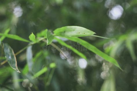 The Green Leaves Bamboo Nature Wallpaper Stock Image - Image of ...