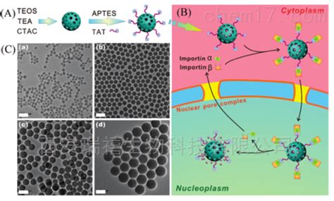 11 壳聚糖修饰cs Coated Fe3o4磁性纳米粒子纳米产品 西安瑞禧生物科技有限公司