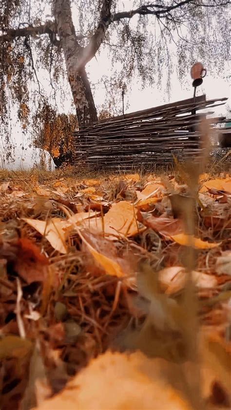 Осенние листья | Autumn aesthetic, Nature, Autumn