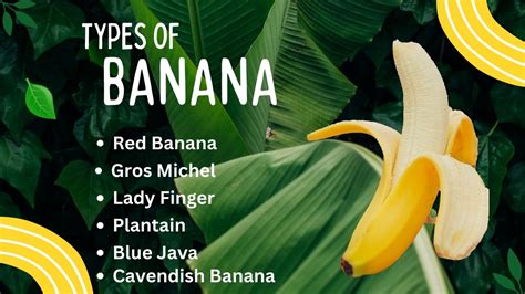 25 Banana Types: Health Benefits and Nutritional Values