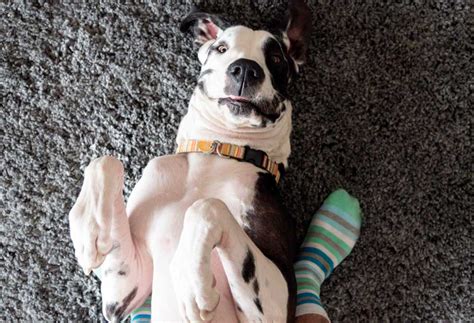 Does Vinegar Work For Fleas In Carpet