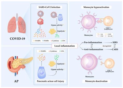 IJMS Free Full Text Monocytic HLA DR Expression In Immune Responses