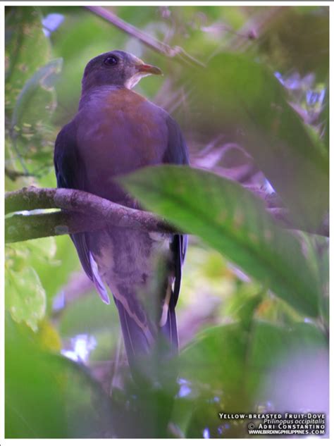 Lake Maragang And Mt Timolan Birding In Pagadian Wild Bird Club Of