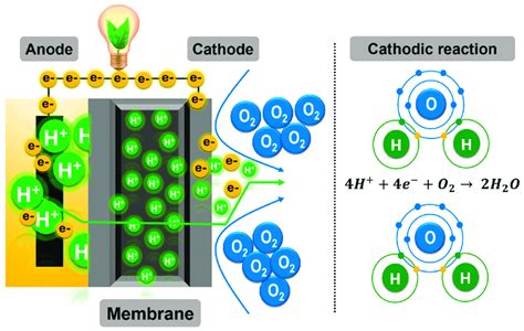 Oxygen Reduction Reaction At The Cathode Download Scientific Diagram