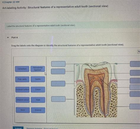 Solved Art Labeling Activity Structural Features Of A Chegg