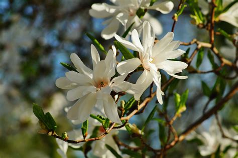 Star Magnolia Guide: How to Grow and Care for Star Magnolias - 2022 ...