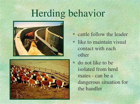 Ppt Cattle Behavior Powerpoint Presentation Free Download Id5640715