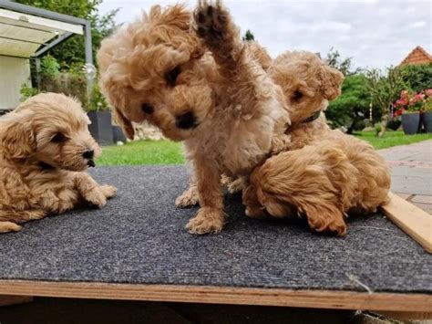 Maltipoo Mini Welpen F1 In Dortmund Nordrhein Westfalen Snautz De