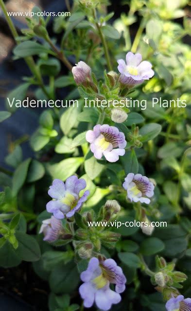 Vademecum Interesting Plants Chaenorhinum Origanifolium Lniczka