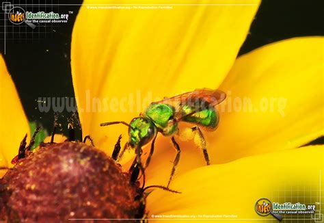 Augochlora Sweat Bee