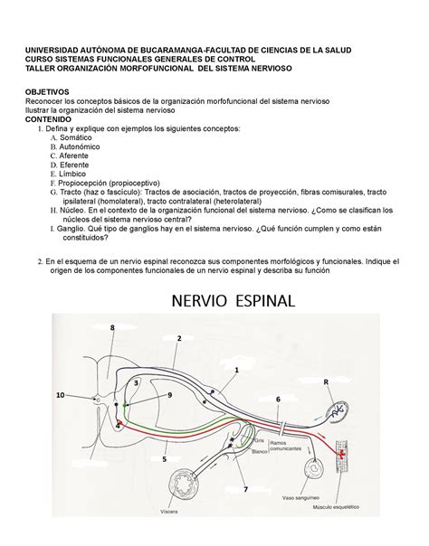 Organización Morfofuncional Del Sistema Nervioso UNIVERSIDAD AUTÓNOMA