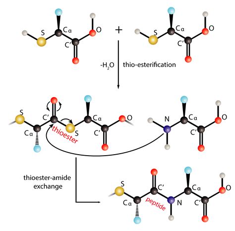 Thioesters Pave The Path To Robust Formation Of Prebiotic Peptides