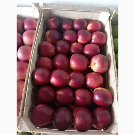 Продам яблоко моди и фуджи газированое, холодильник — Agro-Ukraine