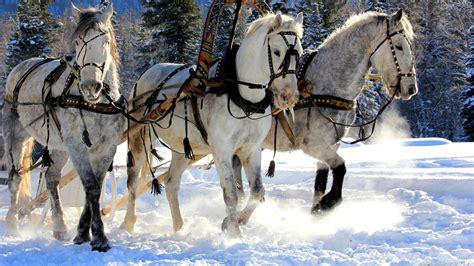 🥇 Snow white horses wallpaper | (118862)