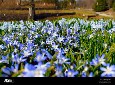 Blue Spring Flowers Stock Photo Alamy