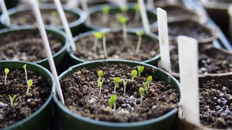 How Many Hours Do Seedlings Need Light Chicago Land Gardening