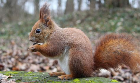 Tier Eichhörnchen Nagetier Kostenloses Foto auf Pixabay