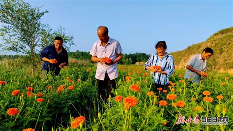 平凉崇信黄寨镇：万寿菊变“致富花” 国际在线移动版