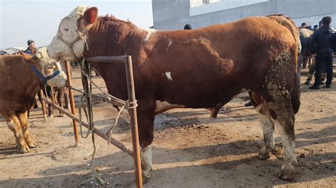 Marg Ilon Kombinat Chorva Bozori Boqma Va Semiz Buqalari Narxlari Bugun