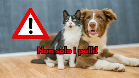 Cani E Gatti Possono Ammalarsi Di Influenza Aviaria La Conferma