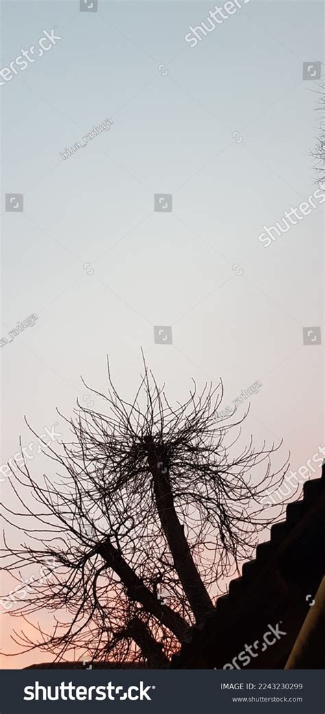 Curved Trunks Walnutjuglans Regiawith Naked Branches Stock Photo