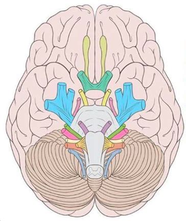 Lecture 5 Cranial Nerves Flashcards Quizlet