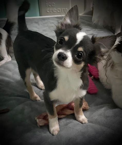 Allure Chihuahuas - Chihuahua Puppies For Sale In Barnegat, NJ - Born on 06/16/2023