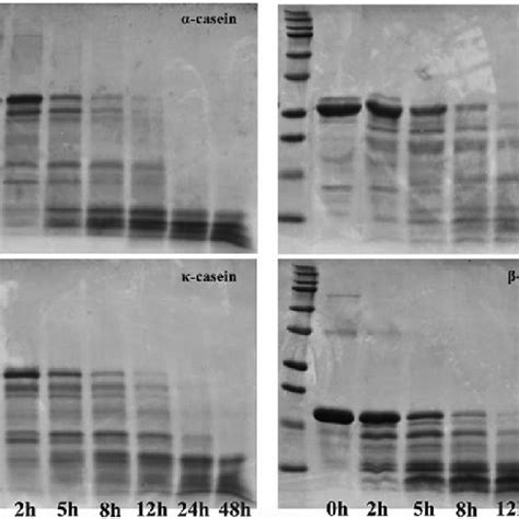 Afm Images Of K Casein A Before Treatment In Height Channel And After