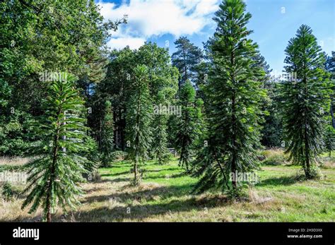 Pinus Woollimii Wollemi Pine Wollemia Nobilis Araucariaceae